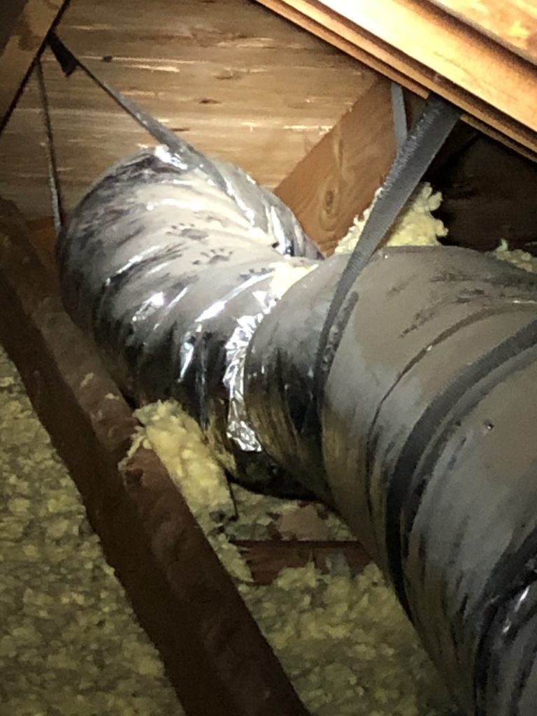 raccoon prints on duct work in attic