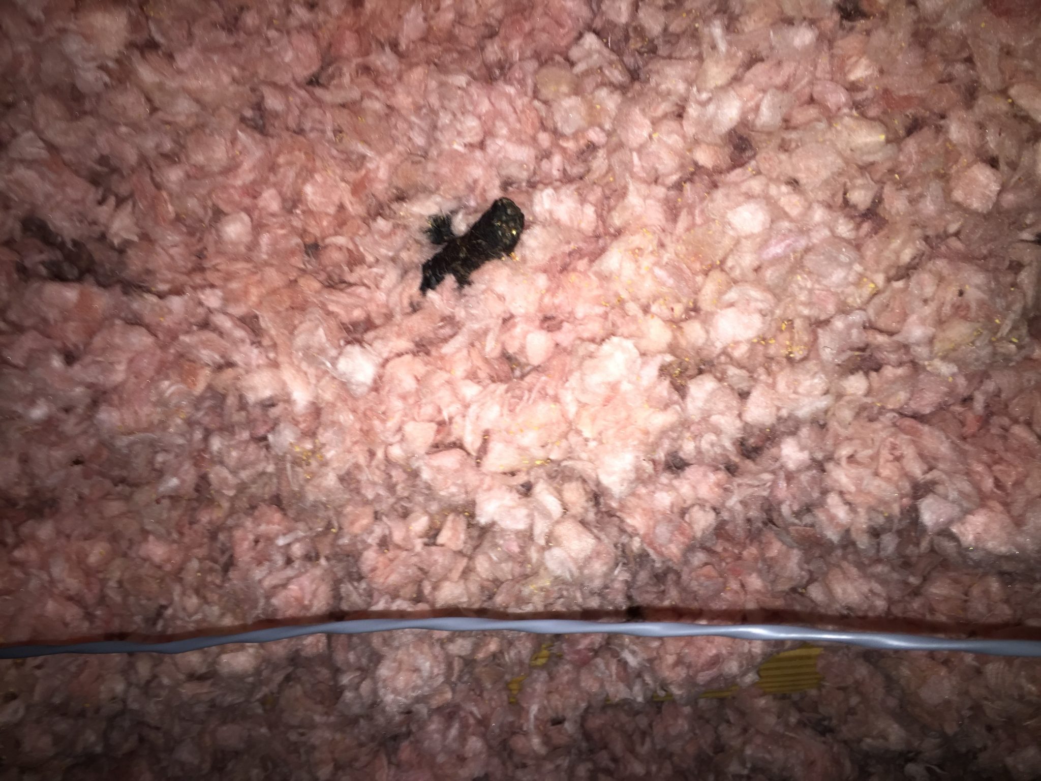 Raccoon Feces Wildlife Experts